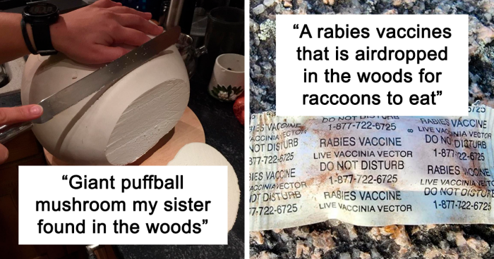 109 Times People Found Something Bizarre And Interesting In The Woods And Just Had To Share