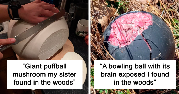 “Blair Witch Vibes”: 109 Wild And Unexpected Things People Found In The Forest (New Pics)