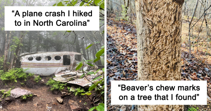 109 Of The Most Interesting And Bizarre Things People Have Found In The Forest (New Pics)
