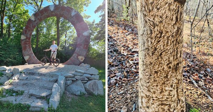 109 Times People Found Something Bizarre In The Woods And Just Had To Share