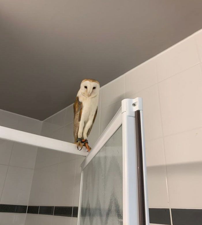 The Housekeeping Staff Found An Owl In The Room Of A Guest Who Checked Out Yesterday