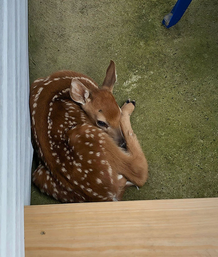 The Wife Opened The Back Door And Immediately Gasped, Then Shut It. A Little Guy Had Been Stashed There By His Mommy For About 10 Hours Before She Came Back And Got Him