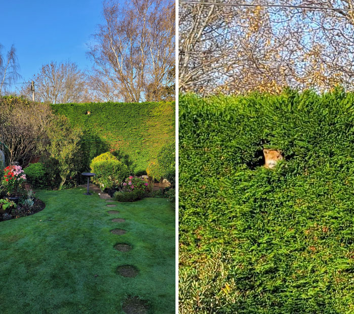 This Fox That Lives At The Top Of My Granny's Hedge