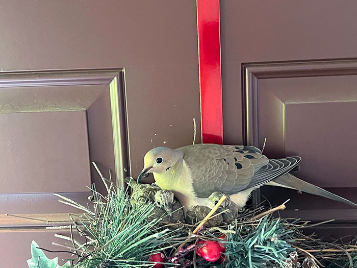 A Bird Made A Nest And Had Babies In Our Holiday Wreath