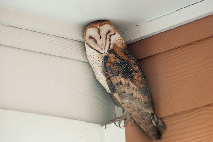 A Sleepy Barn Owl Found Camouflage On My Back Porch