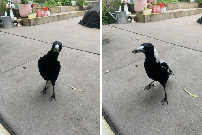 Our Friendly Magpie Visits Us Every Morning! This Morning, She Showed Up With A Mouthful Of Bugs. She Walks Right Up, Sits With Me, And Steals Little Bits Of Our Dog's Food