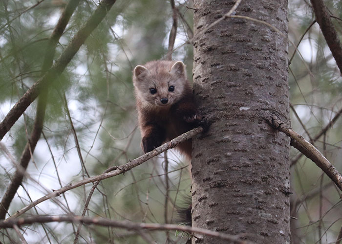 A Pine Marten I Saw While Walking Through The Woods
