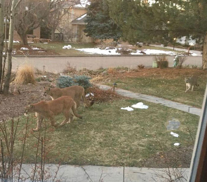 Mountain Lions Moving Back Into Boulder During Lockdown