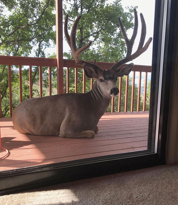 Mom Had A Stranger On Her Deck This Morning