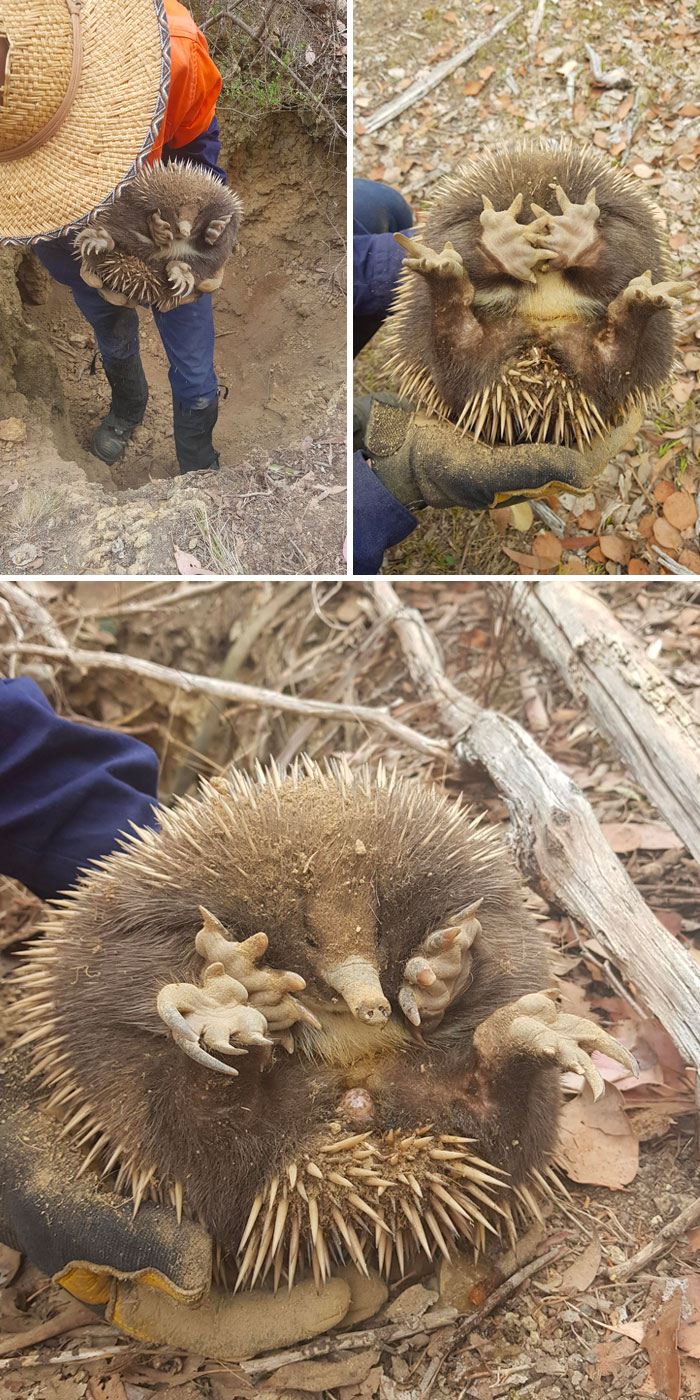 Echidna We Rescued At Work. This Little Guy Got Stuck In The Bottom Of A Shallow Mineshaft. We Could Only See His Little Spikes Sticking Out Of The Dirt