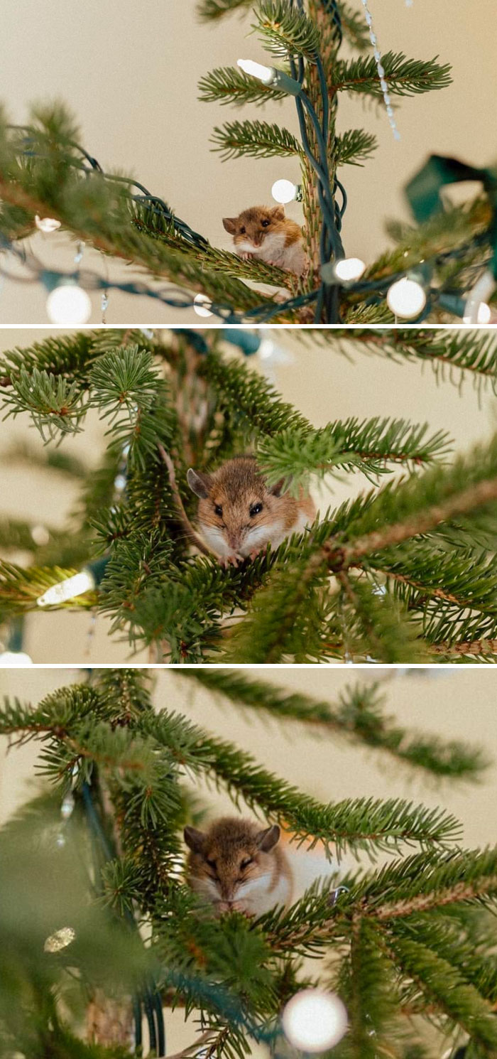 Not A Creature Was Stirring, All Through The House - Except For This Mouse Living In Our Christmas Tree, Apparently