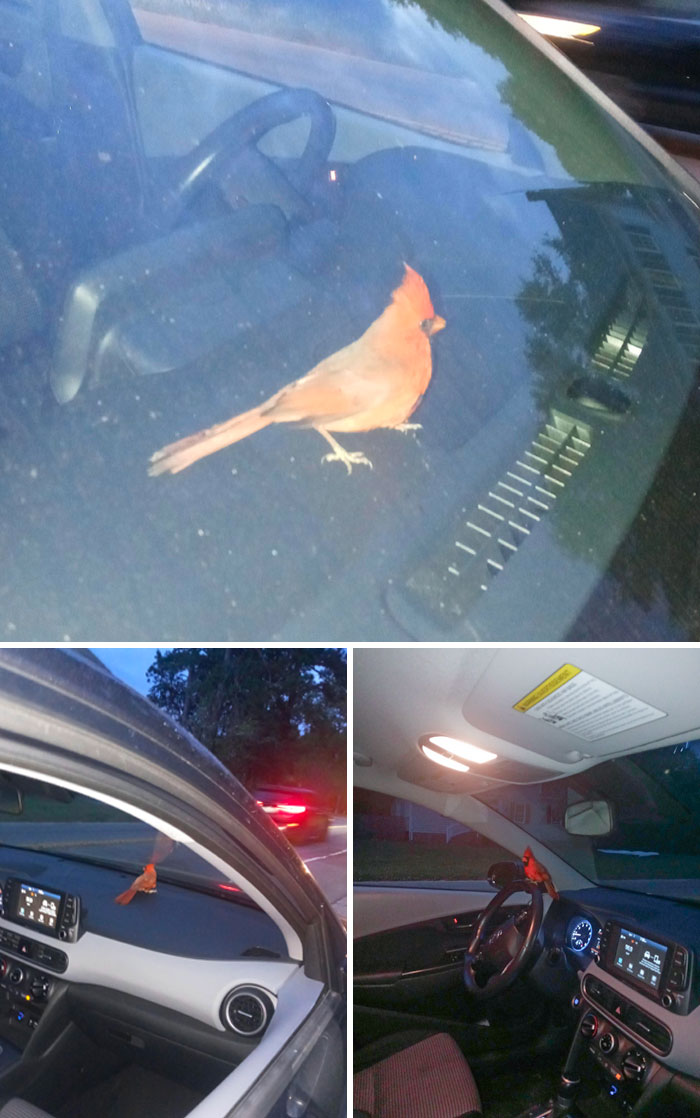 I Was Dashing & Driving With My Windows Down When I Felt Something Hit My Head. I Pulled Over To See What Happened & Noticed A Bird Flew Into The Car As I Was Driving