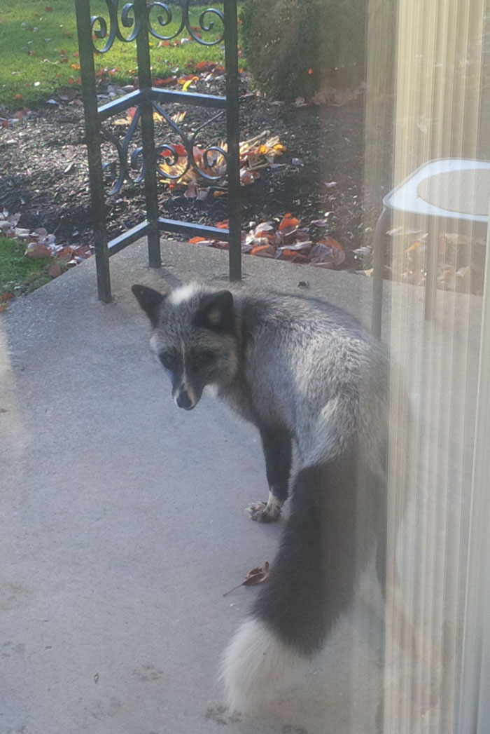 Rare "Silver Fox" At My House Today