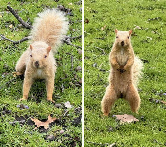 Saw A Blonde Squirrel At The Park Yesterday