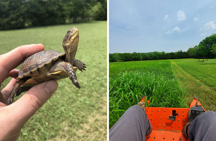 Thankfully I Saved This Little Guy From My Lawnmower Today