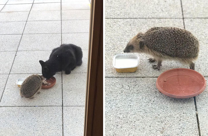 The Stray Cat I’m Feeding Has Made Friends With A Hedgehog