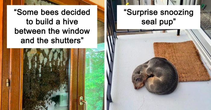 131 Times Wild Animals Took People By Surprise In The Most Unexpected Spaces (New Pics)