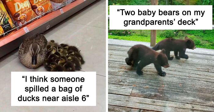 These People Had Heartwarming Wildlife Encounters And Had To Share Them Online (131 New Pics)