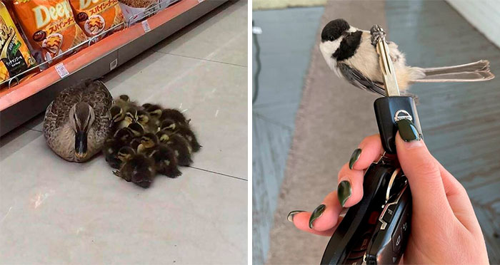 These People Had Heartwarming Wildlife Encounters And Had To Share Them Online (50 New Pics)