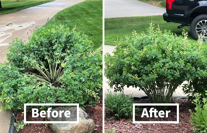 Keep Your Bushes Tidy With These Nifty Plant Support Stakes 