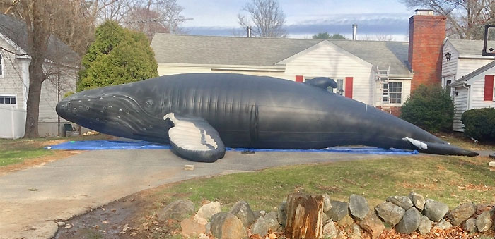 An Inflatable Life-Size Whale Outside My Neighbor's House