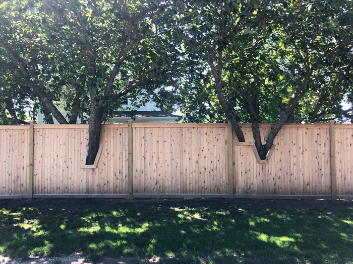 My Neighbors Built Their New Fence Around The Trees On Their Property