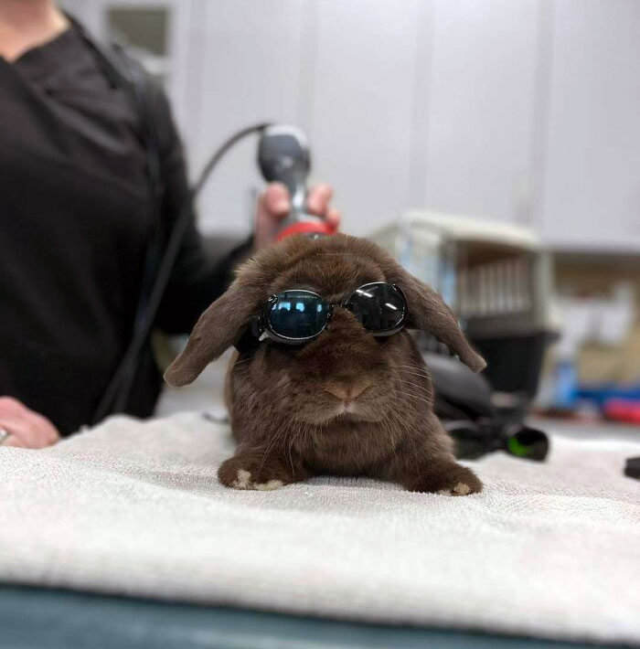 Every Bunny Loves Laser Treatments. Cold Laser Therapy Is Wonderful For All Sorts Of Pets, Including Rabbits. This New Technology Has Shown Improvement Of Pets With Arthritis Or Acute Pain