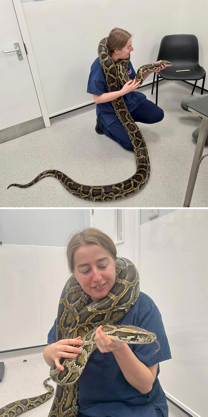 Beautiful Bernie Came In For A Health Check Recently - At 19 Kg In Weight He Was Quite A Handful But It’s Safe To Say We’re All Smitten - Particularly Vet Natasha