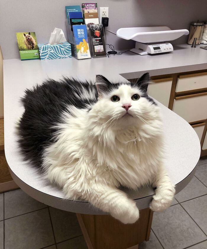 My Chonker Frank, Who Bit The Vet When She Called Him Fat