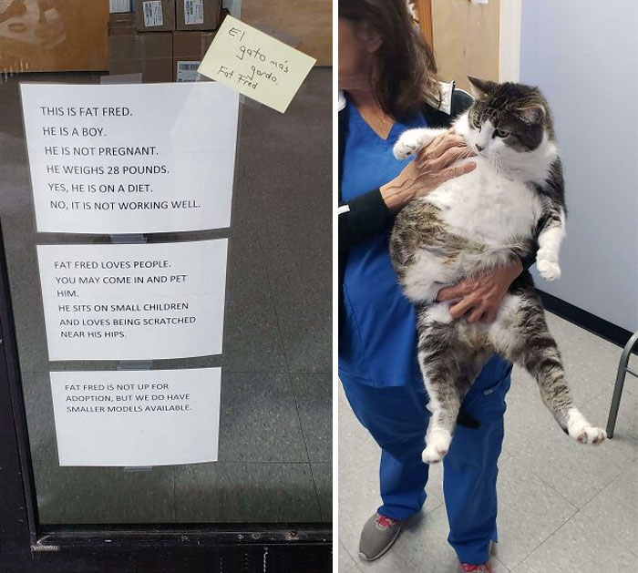 This Is My Vet's Cat Fat Fred