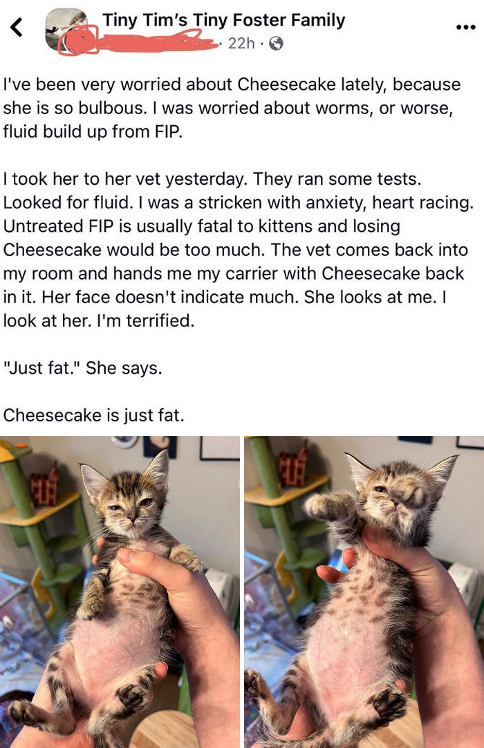 Cheesecake Goes To The Vet
