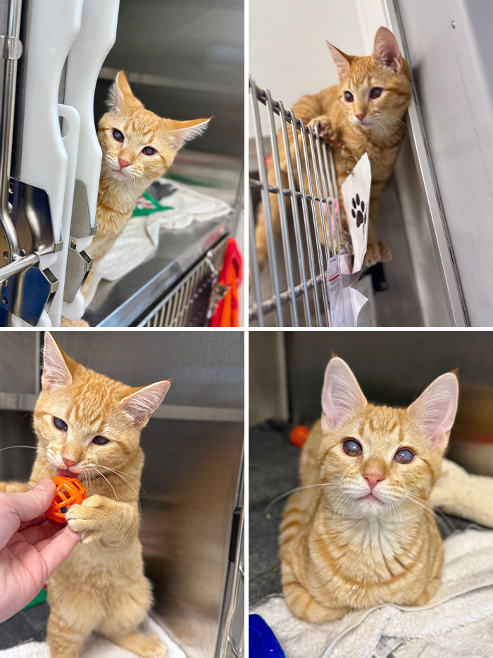 I'm An Animal Shelter Vet Tech And Got To Spend Christmas With My Friend Harley