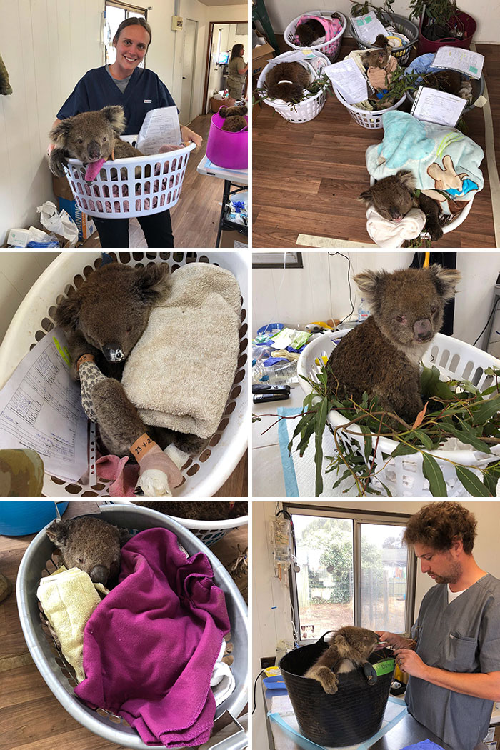 Back Home On Kangaroo Island And Hitting The Ground Running Out At The Makeshift Wildlife Hospital, Which Is In One Of The Areas Hardest Hit By Our Devastating Fires
