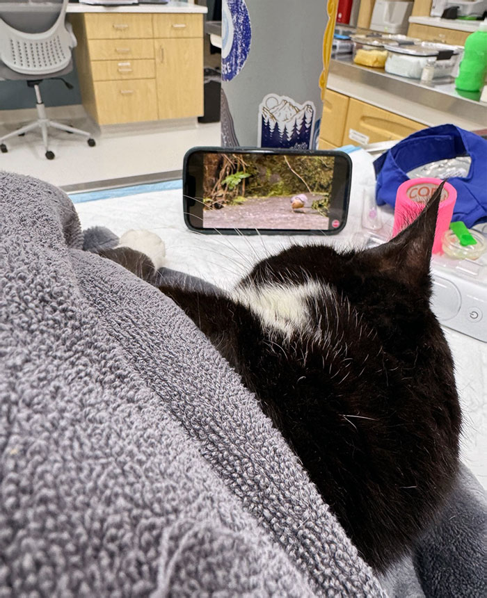 Waking Up To Bird Videos After Sedation Is Top-Notch Care