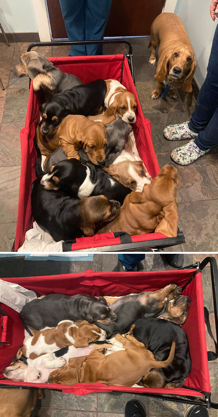 Please Enjoy A Wagon Of Bassetts