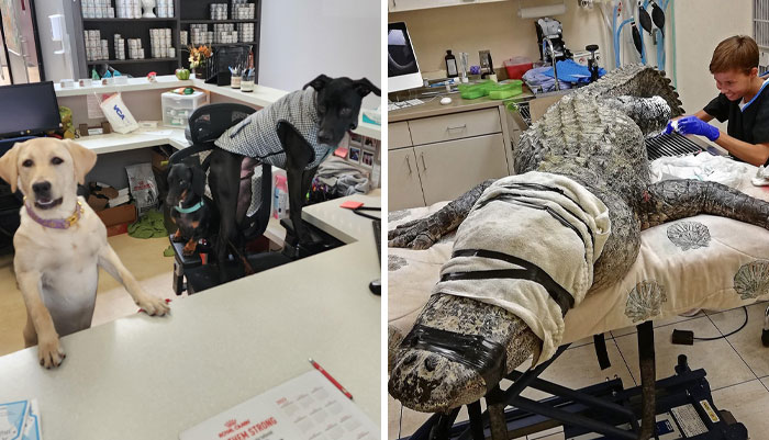 50 Wholesome And Hilarious Moments From Veterinary Clinics (New Pics)