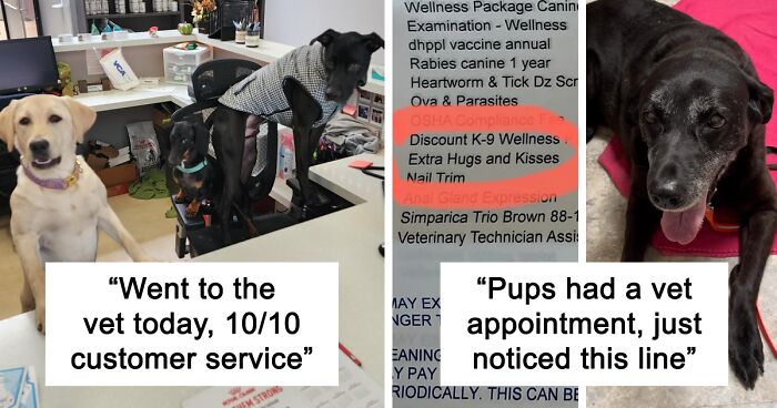 80 Wholesome And Hilarious Moments From Veterinary Clinics (New Pics)