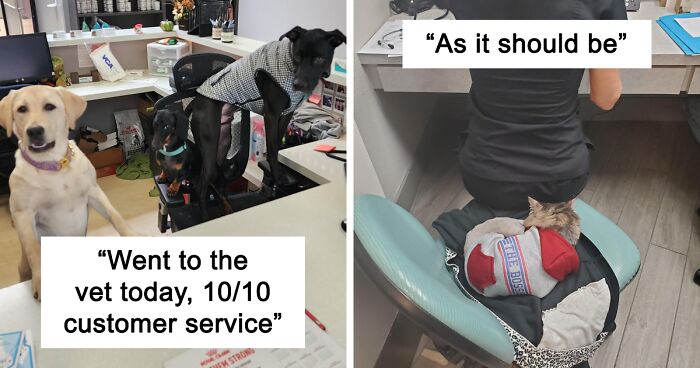 80 Hilarious And Wholesome Moments That Vets Have Experienced While Working (New Pics)