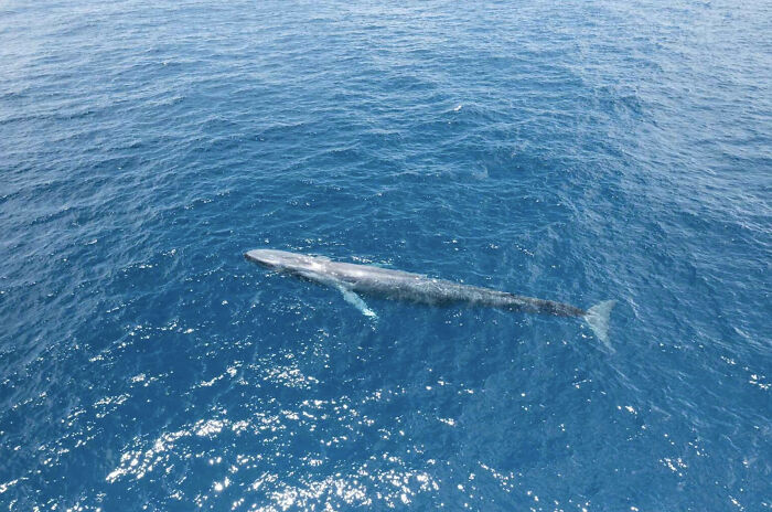 Blue Whales Returned To Seychelles: Scientists Recorded 23 Species During Their Surveys Blue Whales Returned To Seychelles: Scientists Recorded 23 Species During Their Surveys