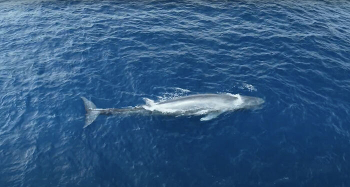 Blue Whales Returned To Seychelles: Scientists Recorded 23 Species During Their Surveys Blue Whales Returned To Seychelles: Scientists Recorded 23 Species During Their Surveys