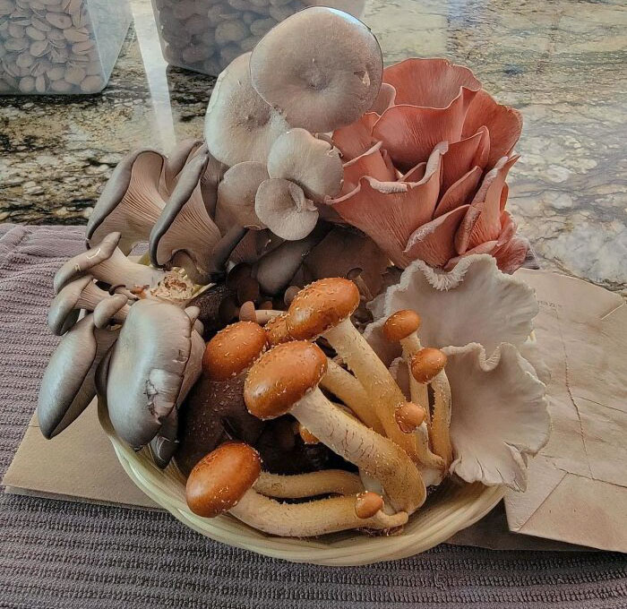 My Husband Got Me A Bouquet Of Mushrooms For Mother's Day