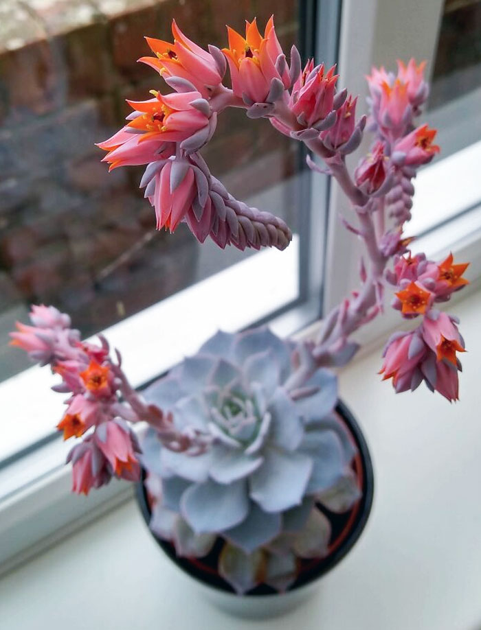 I Bought My Mom A Succulent For Mother's Day A Year Ago, And It Has Flowered