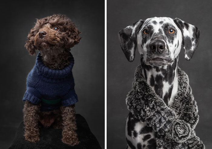 I Interviewed Dogs And Wrote A Book Sharing Their Stories, Here Are 15 Of The Featured Dogs
