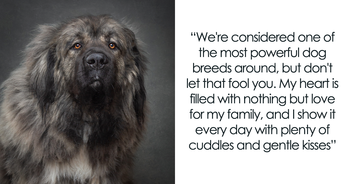 I Interviewed Dogs And Wrote A Book Sharing Their Stories, Here Are 15 Of The Featured Dogs - Vimarsana News