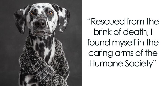 I Interviewed Dogs And Wrote A Book Sharing Their Stories, Here Are 15 Of The Featured Dogs
