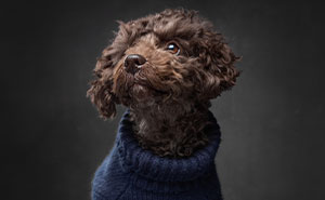 I Created A Coffee Table Book Featuring Dogs And Their Personalities (15 Pics)