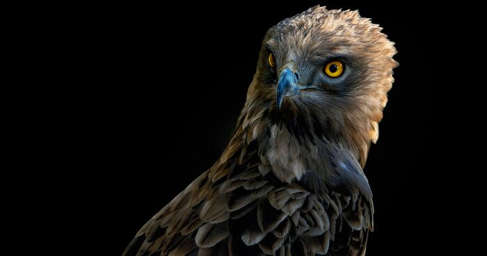 Wild Animals From Up Close: 19 Portraits By Pedro Jarque Krebs (New Pics)