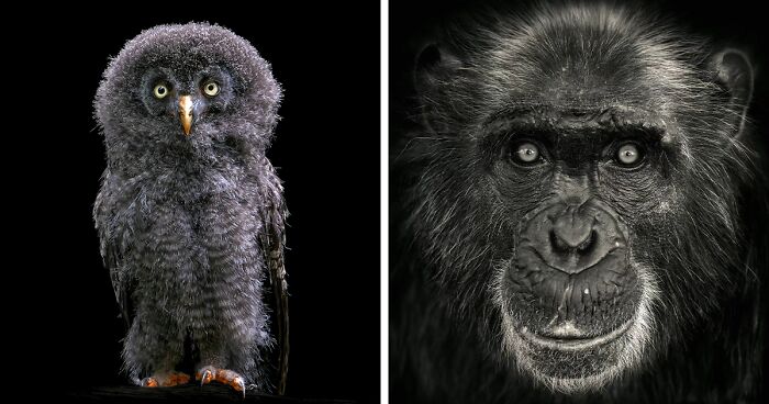 Wild Animals From Up Close: 19 Portraits By Pedro Jarque Krebs (New Pics)