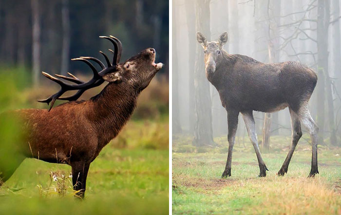 25 Captivating Photographs Of Animals In Their Natural Habitat By Alex Ugalek