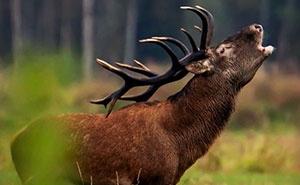 25 Captivating Photographs Of Animals In Their Natural Habitat By Alex Ugalek